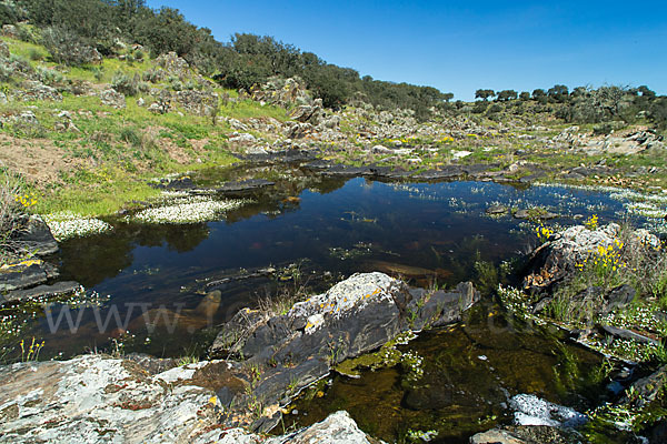 Schild-Wasser-Hahnenfuß (Ranunculus peltatus)