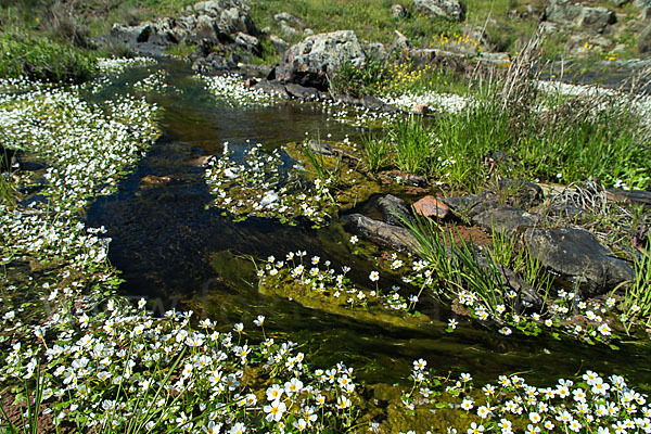 Schild-Wasser-Hahnenfuß (Ranunculus peltatus)