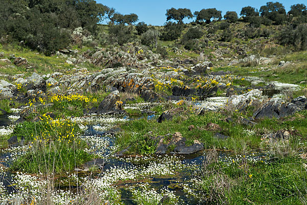 Schild-Wasser-Hahnenfuß (Ranunculus peltatus)