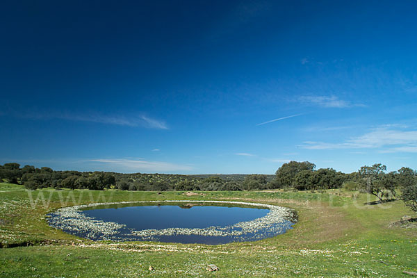 Schild-Wasser-Hahnenfuß (Ranunculus peltatus)