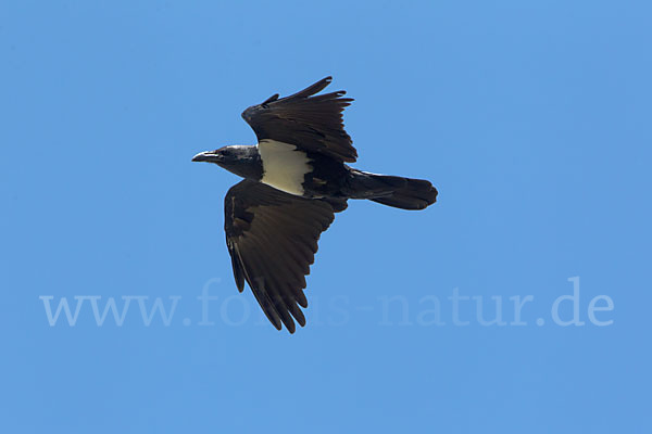 Schildrabe (Corvus albus)