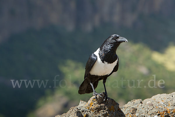 Schildrabe (Corvus albus)