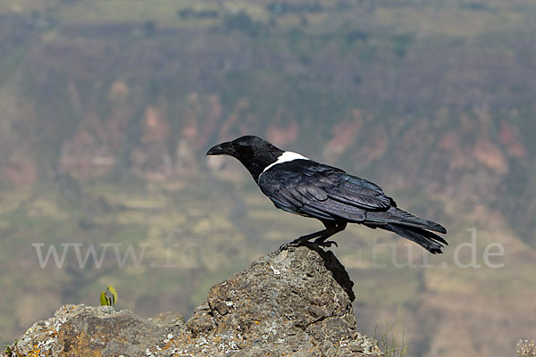 Schildrabe (Corvus albus)