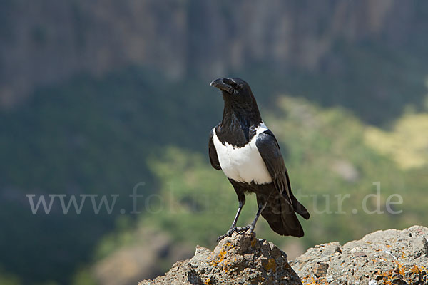 Schildrabe (Corvus albus)