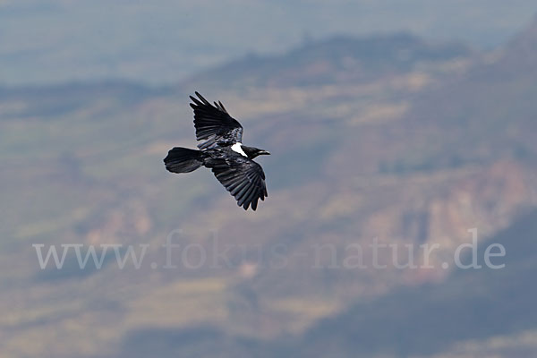 Schildrabe (Corvus albus)