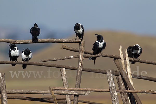 Schildrabe (Corvus albus)