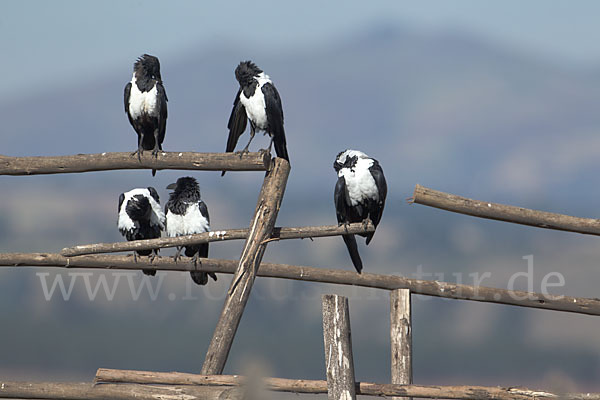 Schildrabe (Corvus albus)