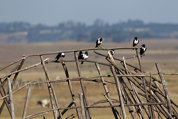 Schildrabe (Corvus albus)