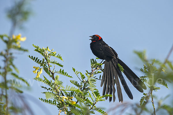 Schildweber (Euplectes ardens)