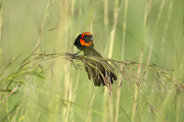 Schildweber (Euplectes ardens)