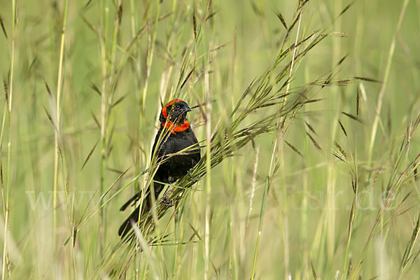 Schildweber (Euplectes ardens)