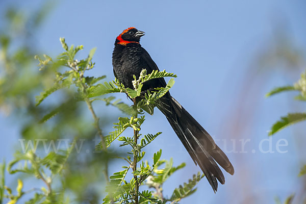 Schildweber (Euplectes ardens)