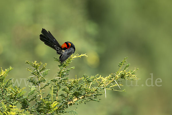 Schildweber (Euplectes ardens)