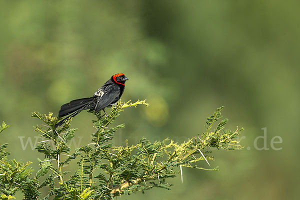 Schildweber (Euplectes ardens)