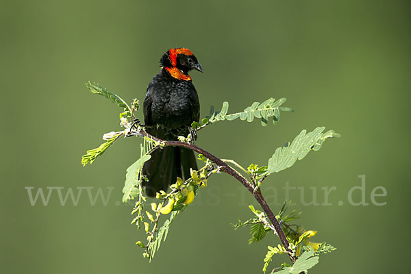 Schildweber (Euplectes ardens)