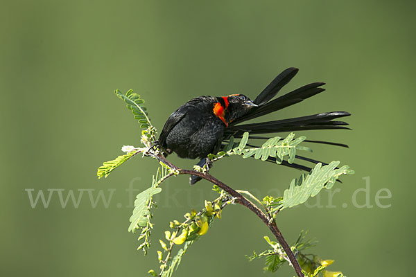 Schildweber (Euplectes ardens)