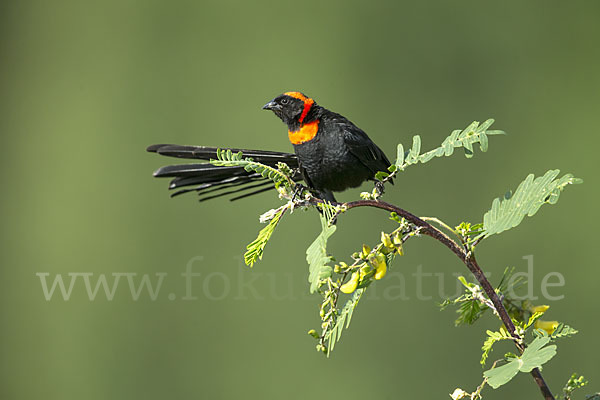 Schildweber (Euplectes ardens)