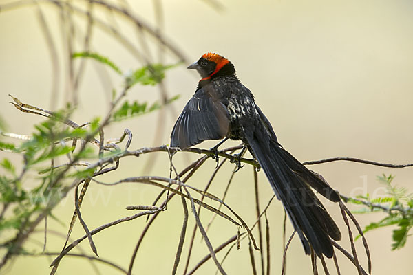 Schildweber (Euplectes ardens)