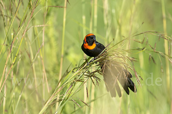 Schildweber (Euplectes ardens)