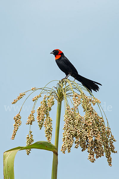 Schildweber (Euplectes ardens)