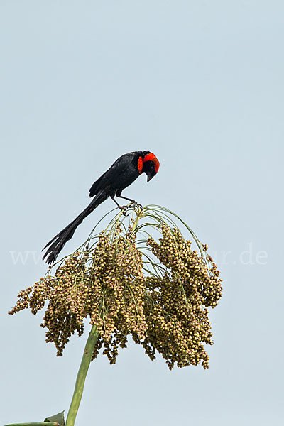 Schildweber (Euplectes ardens)