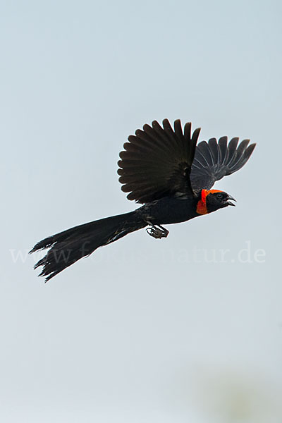 Schildweber (Euplectes ardens)