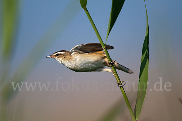 Schilfrohrsänger (Acrocephalus schoenobaenus)