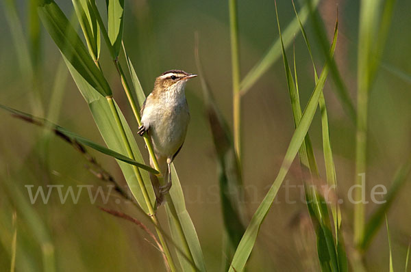 Schilfrohrsänger (Acrocephalus schoenobaenus)