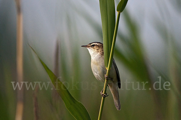 Schilfrohrsänger (Acrocephalus schoenobaenus)