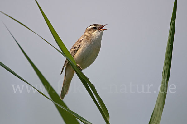 Schilfrohrsänger (Acrocephalus schoenobaenus)