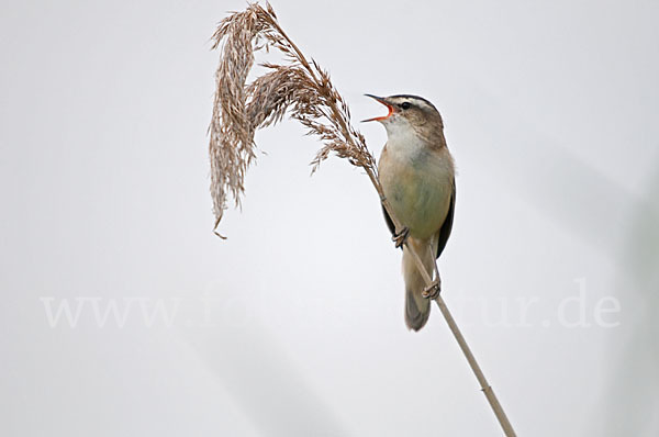 Schilfrohrsänger (Acrocephalus schoenobaenus)