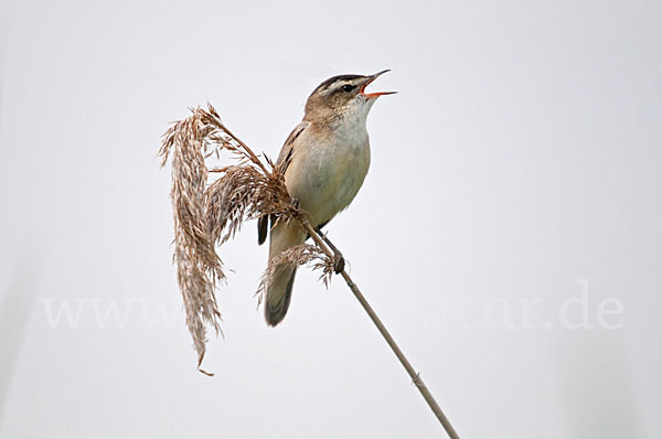 Schilfrohrsänger (Acrocephalus schoenobaenus)