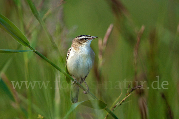 Schilfrohrsänger (Acrocephalus schoenobaenus)