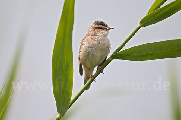 Schilfrohrsänger (Acrocephalus schoenobaenus)