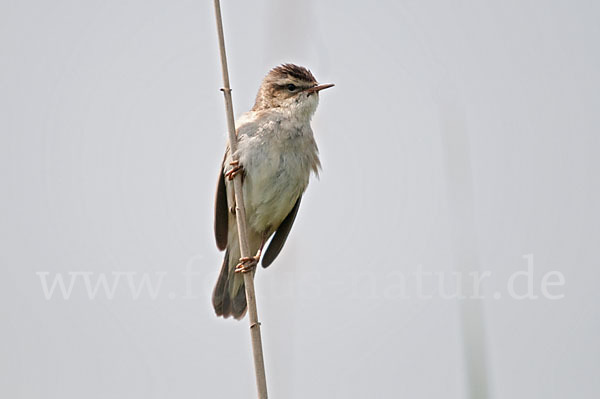 Schilfrohrsänger (Acrocephalus schoenobaenus)