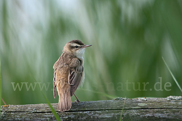 Schilfrohrsänger (Acrocephalus schoenobaenus)