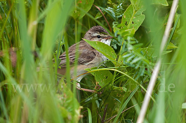 Schilfrohrsänger (Acrocephalus schoenobaenus)