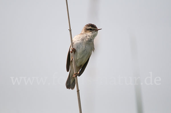 Schilfrohrsänger (Acrocephalus schoenobaenus)