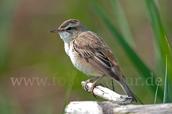 Schilfrohrsänger (Acrocephalus schoenobaenus)