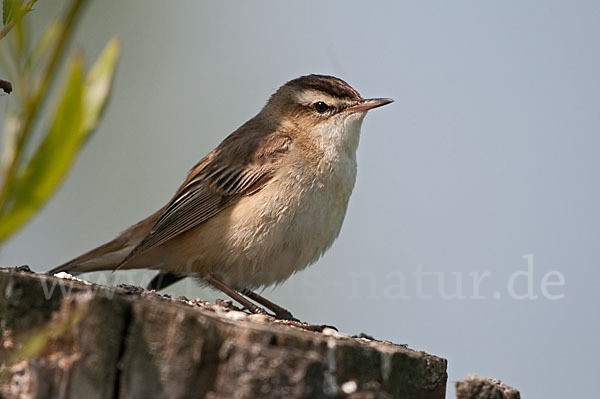 Schilfrohrsänger (Acrocephalus schoenobaenus)