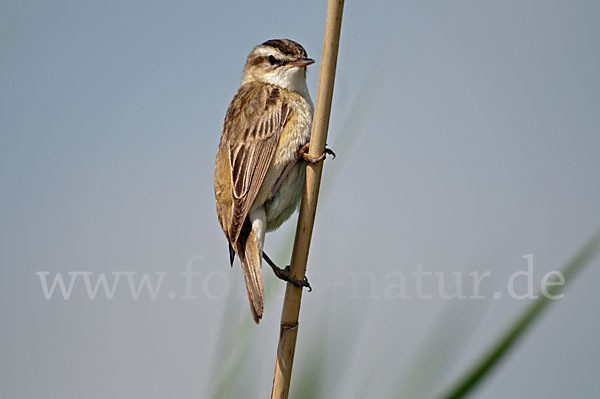 Schilfrohrsänger (Acrocephalus schoenobaenus)