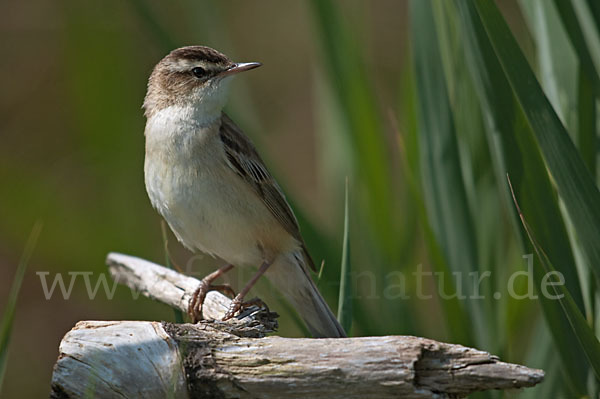 Schilfrohrsänger (Acrocephalus schoenobaenus)