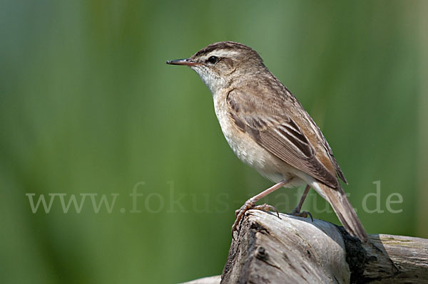 Schilfrohrsänger (Acrocephalus schoenobaenus)