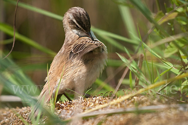 Schilfrohrsänger (Acrocephalus schoenobaenus)