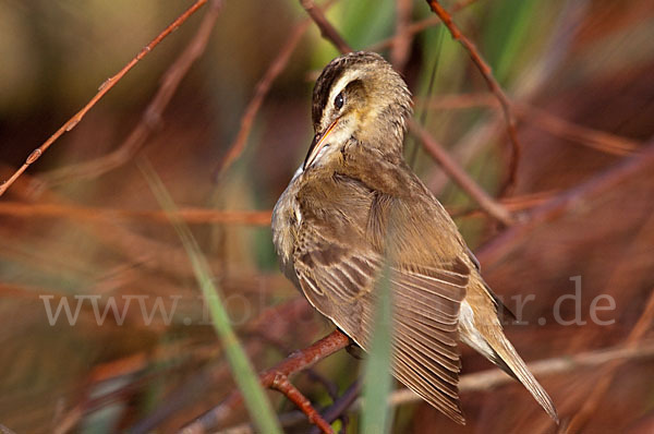 Schilfrohrsänger (Acrocephalus schoenobaenus)