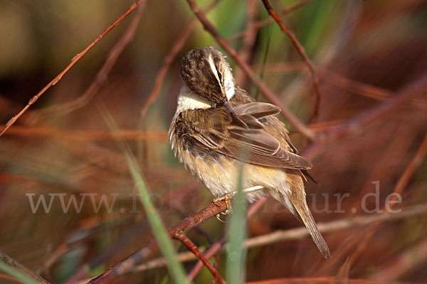 Schilfrohrsänger (Acrocephalus schoenobaenus)