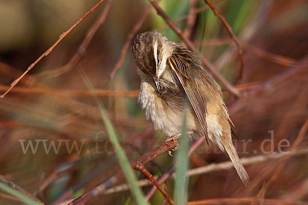 Schilfrohrsänger (Acrocephalus schoenobaenus)