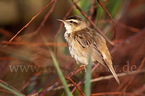 Schilfrohrsänger (Acrocephalus schoenobaenus)