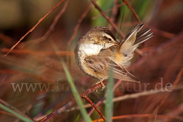 Schilfrohrsänger (Acrocephalus schoenobaenus)