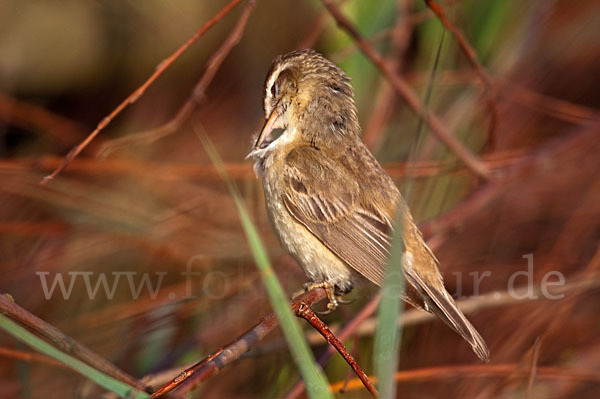 Schilfrohrsänger (Acrocephalus schoenobaenus)